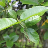 Gardenia gummifera L.f.